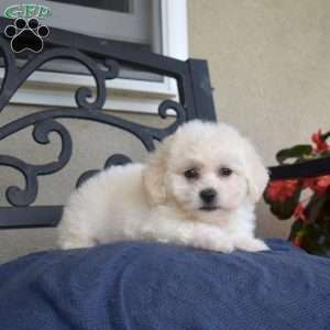 Fluffy (Tiny), Bichon Frise Puppy